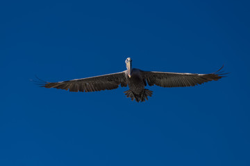 Aves Marinas (Seabirds)