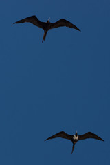 Aves Marinas (Seabirds)