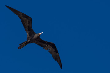 Aves Marinas (Seabirds)