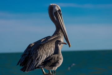 Aves Marinas (Seabirds)