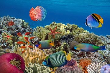 Naklejka premium Coral garden with starfish and colorful tropical fish