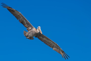 Aves Marinas (Seabirds)