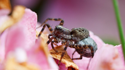Wolfspinne (Pardosa Lugubris), fem. mit Kokon