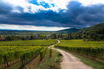 Weinberge bei Mittelbergheim