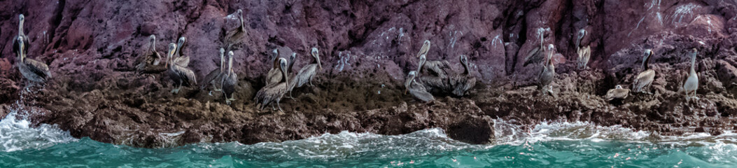 Aves Marinas (Seabirds)