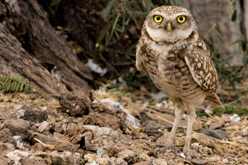 Fauna Urbana