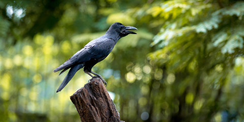 Large-billed crow