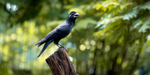 Large-billed crow