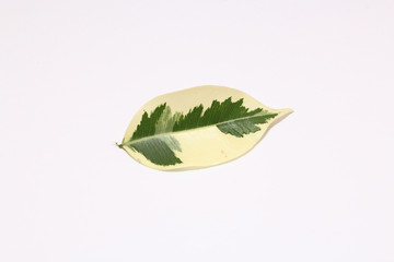 colorful of leaf,green and yellow leaf,dot color on leaf,isolated on white background