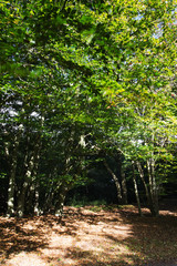 Obraz premium Woodland scene at the start of autumn