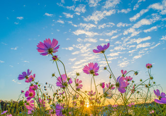 Cosmos Flowers