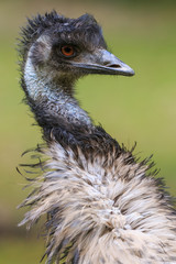 Emu closeup head shot