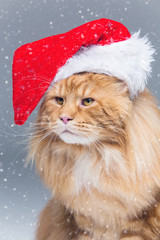 Big ginger cat in christmas hat