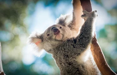 Poster Koala klimmen © mark galer