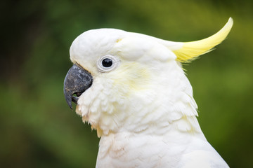 Sulphur Crested Cockatoo