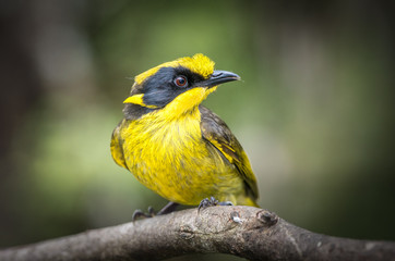 Helmeted Honeyeater