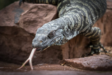 Obraz premium Goanna