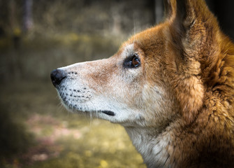 Dingo