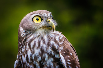 Barking Owl