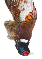 Pheasant head
