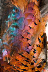 Feathers of a pheasant