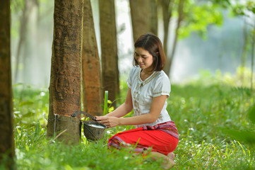 woman rubber tapping in rubber tree row Agricultural,Thailand