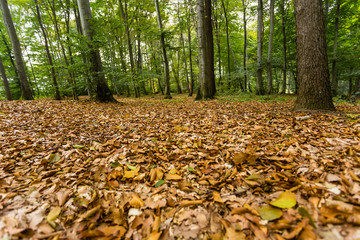 forest in daylight