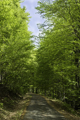 Green trees along the old road rising