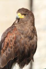buzzard harris
