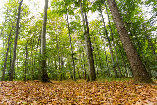 Fototapeta forest in daylight