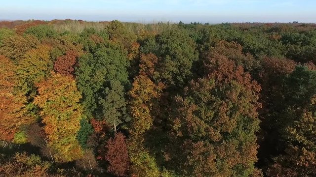 Flying with a drone over a forest in Autumn in Northern Germany. Beautiful Aerial view.