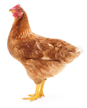 Brown hen isolated.