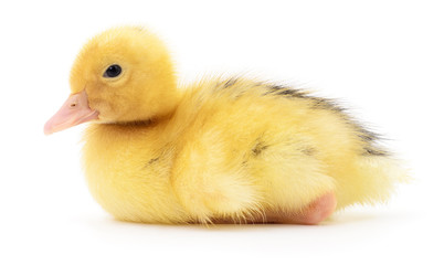 One yellow duckling.