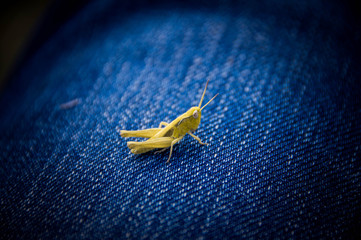 Bright cool grasshopper macro	