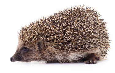 Small hedgehog isolated