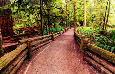 Vancouver forest