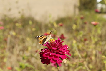 꽃과 나비이미지
