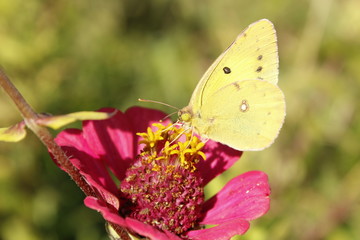 꽃과 나비이미지