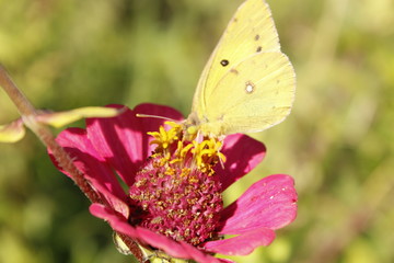 꽃과 나비이미지