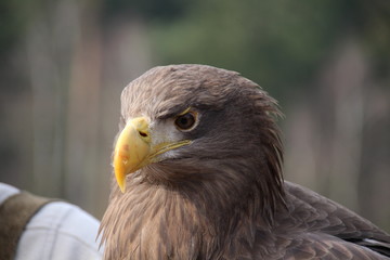 Adler Kopf