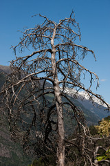 Dead tree in front of a blue sky