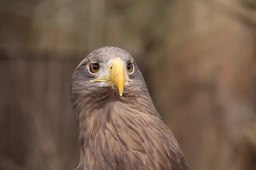 Obraz premium Adler Kopf