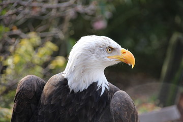 Fototapeta premium Adler Kopf