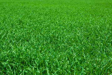 green grass meadow