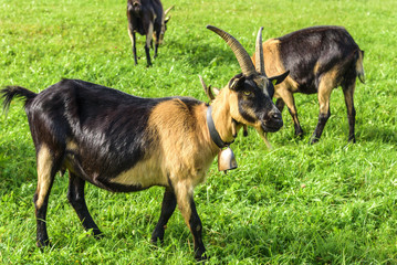 Ziegen grasen auf einer Wiese
