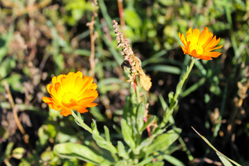 Calendula in garden
