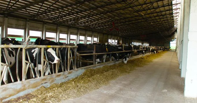 Of heifers eat. Dairy farm cows.