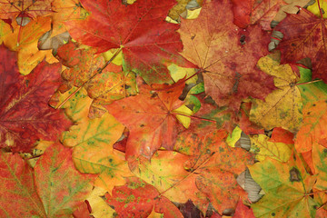 Naklejka na ściany i meble Beautiful multi-colored maple leaves
