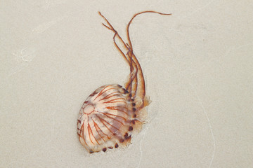 Kompassqualle auf Sand