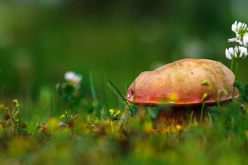 Morgenstund hat Gold im Mund!